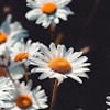 alisonlim2172